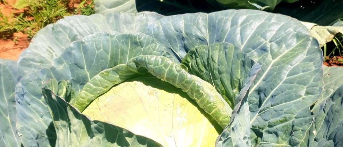 Cabbage