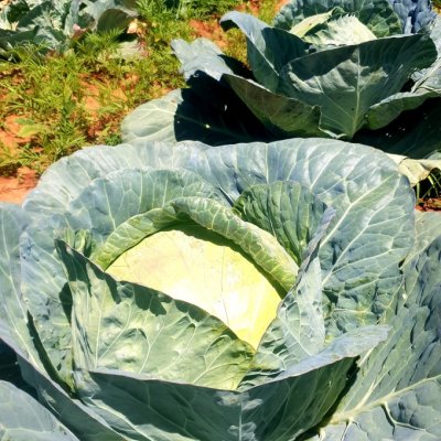 Cabbage