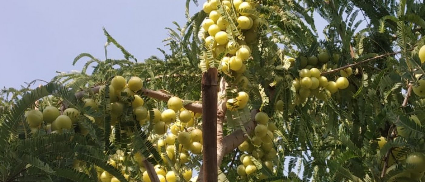 Amla
