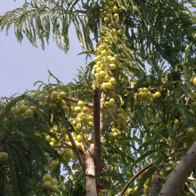Amla