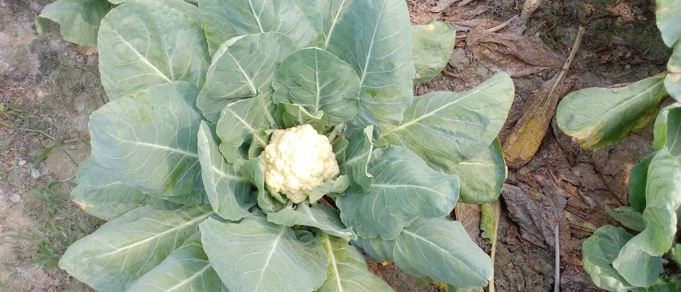 Cauliflower