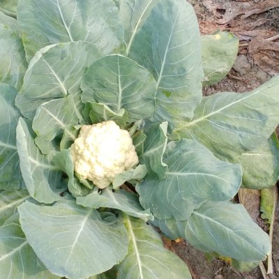 Cauliflower