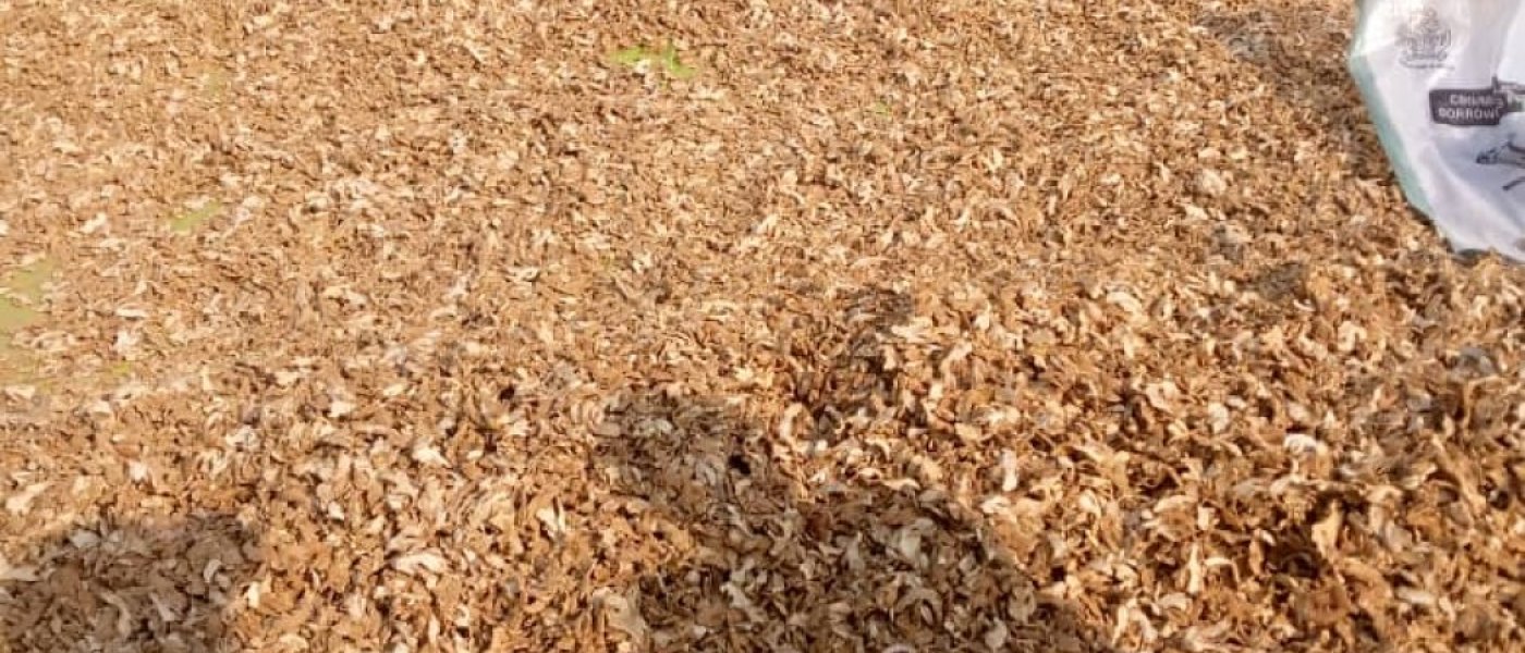 DRY GINGER A GRADE, GOOD PRICE