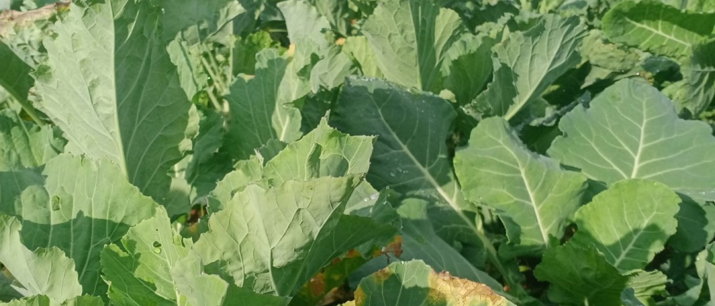 Sukuma wiki