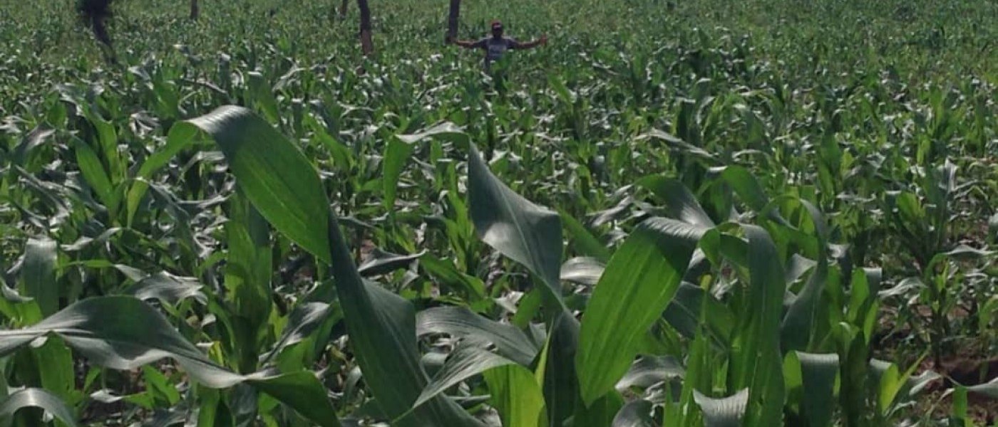 Biopower plus organic seaweed fertilizer