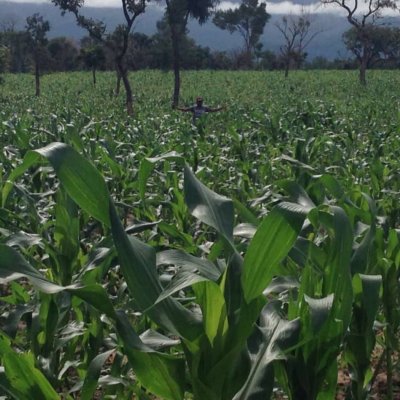 Biopower plus organic seaweed fertilizer