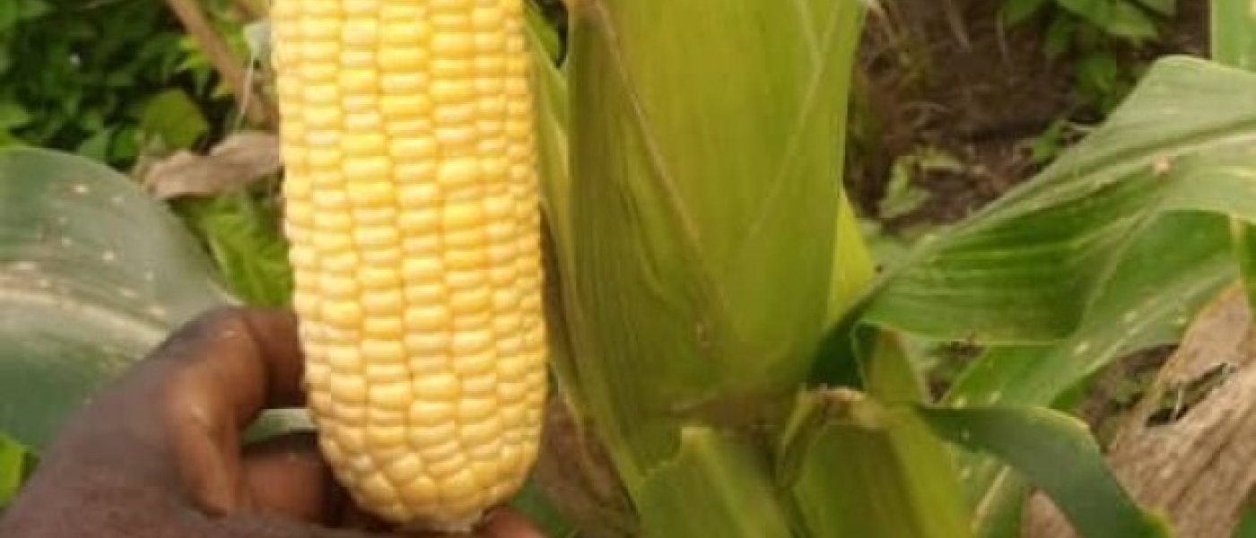 Maize