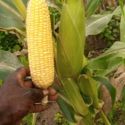 Maize