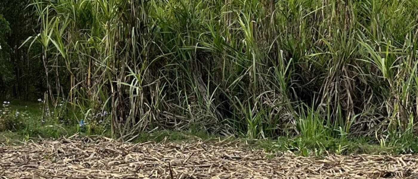 Sugarcane
