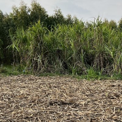 Sugarcane
