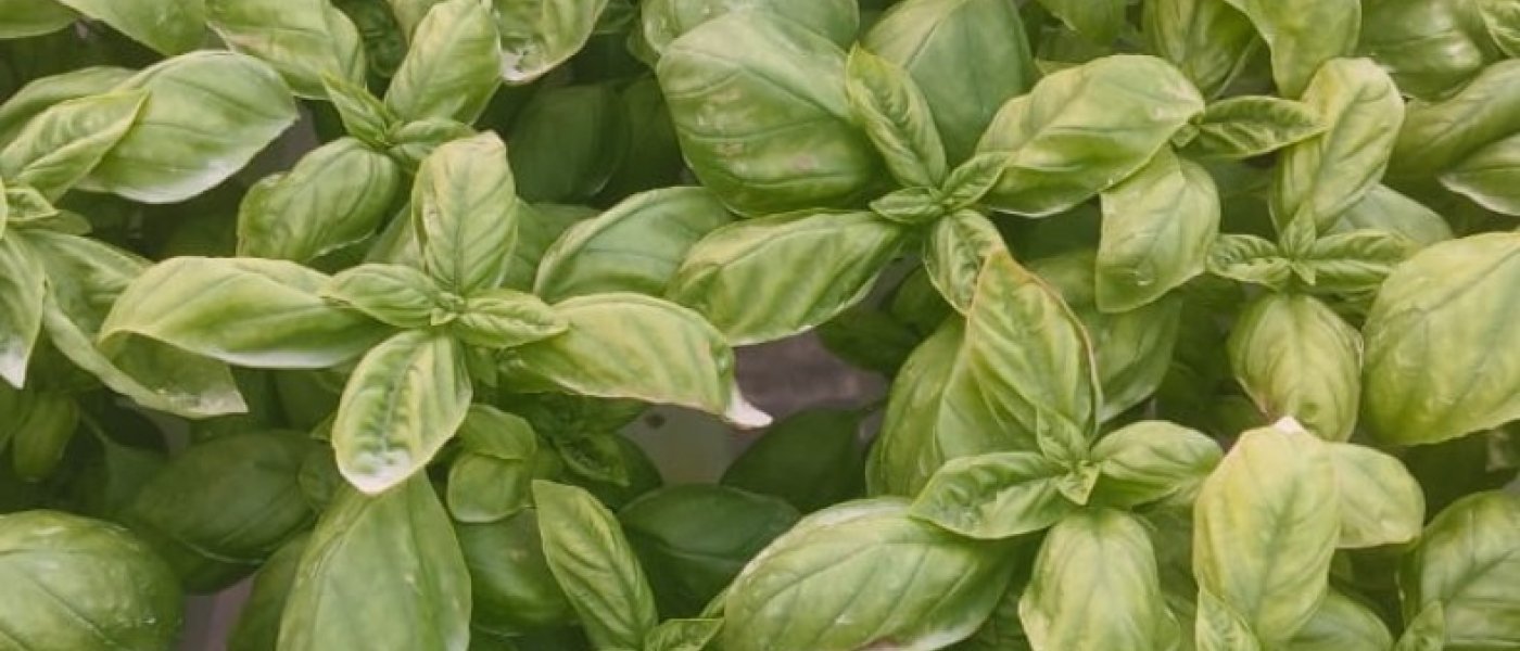 Delicious Italian Basil