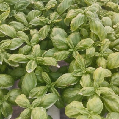 Delicious Italian Basil