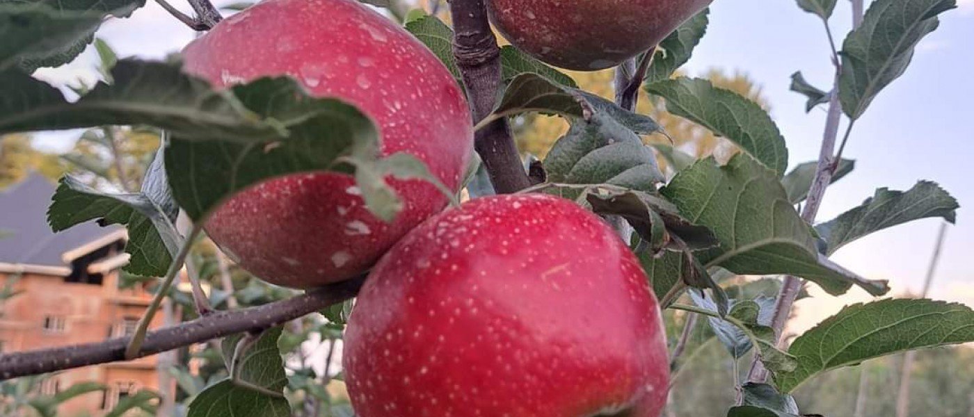 Gala Apples