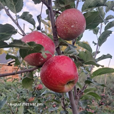 Gala Apples