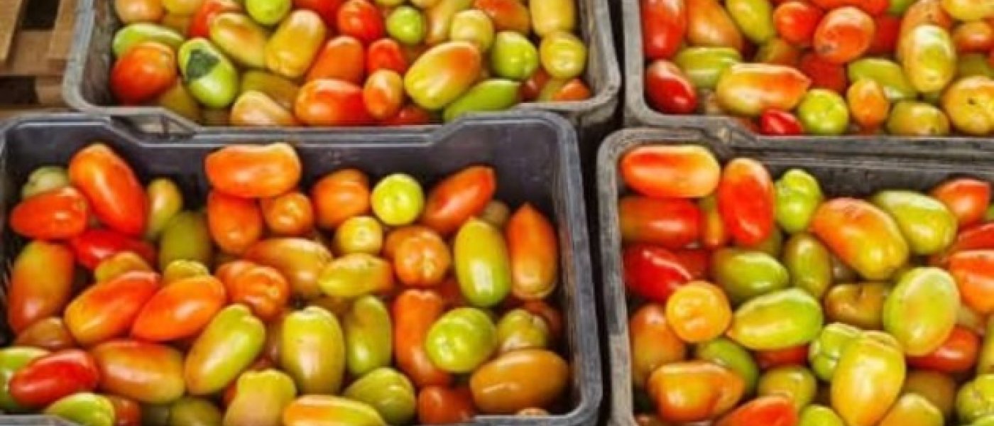 Fresh Jam tomatoesðŸ…
