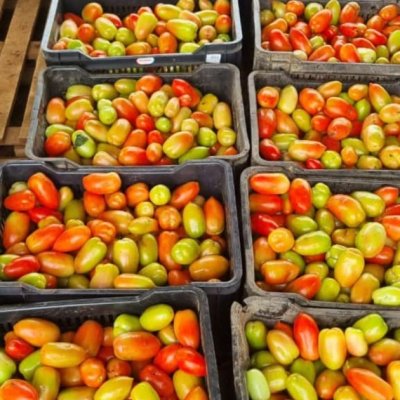 Fresh Jam tomatoesðŸ…