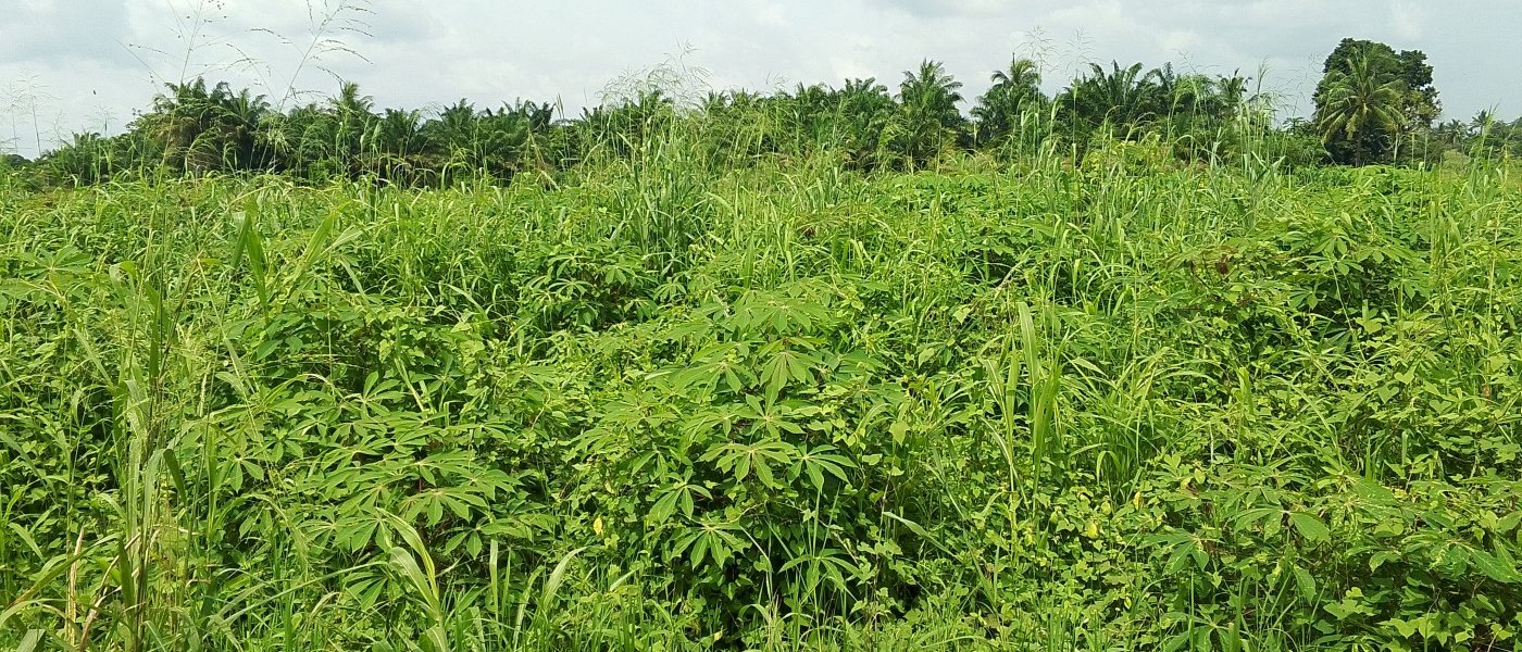 Cassava