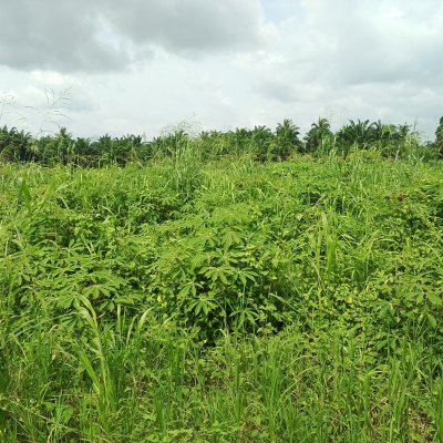 Cassava