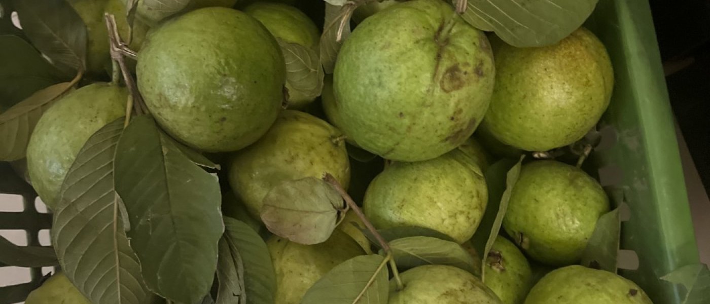 Taiwan pink Guava very nice in taste  & size