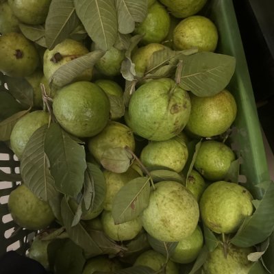 Taiwan pink Guava very nice in taste  & size