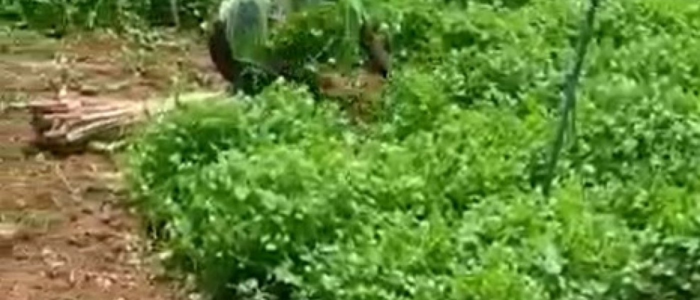 Coriander