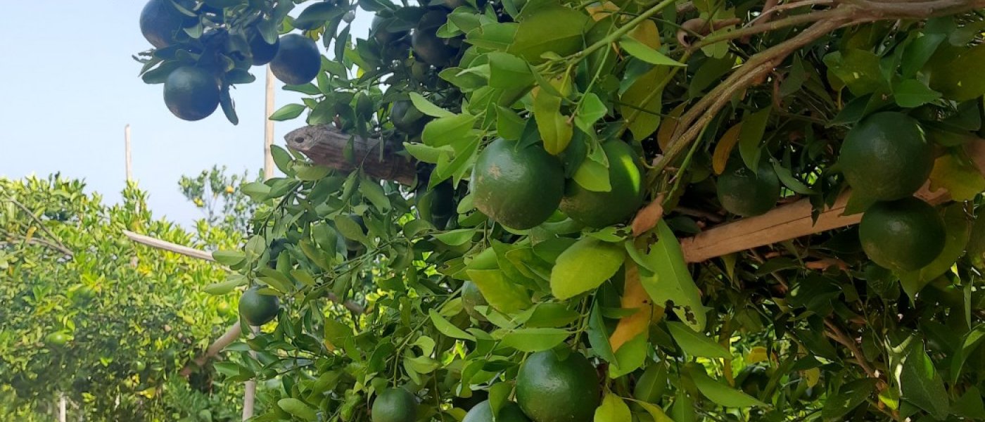 Delicious oranges, custard apples