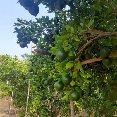 Delicious oranges, custard apples