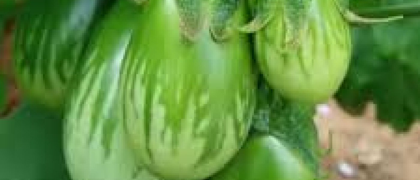 Green brinjal