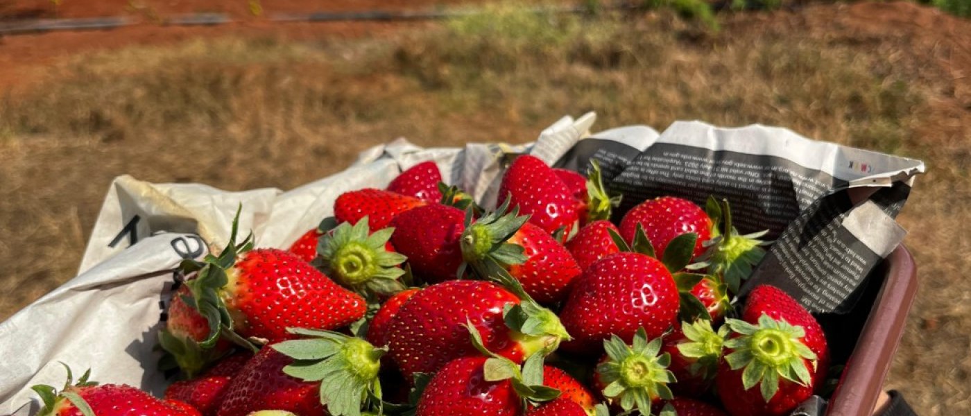 Juicy tangy sweet strawberry