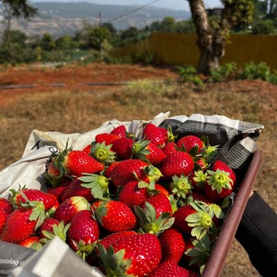 Juicy tangy sweet strawberry