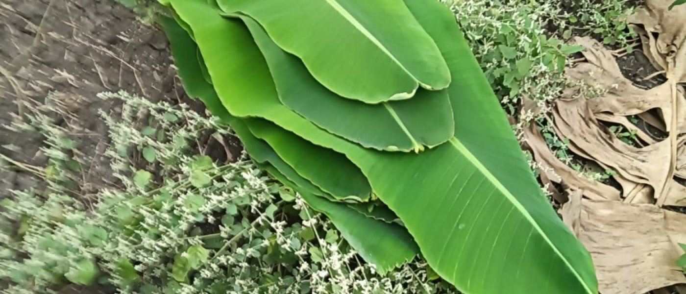 Banana leaf