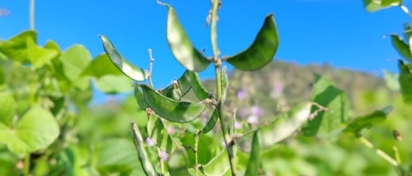 Hyacinth beans