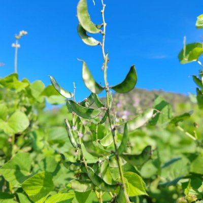 Hyacinth beans