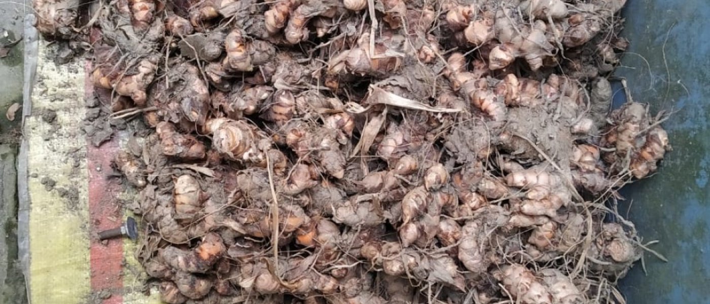 Fresh Wet Turmeric Yellow