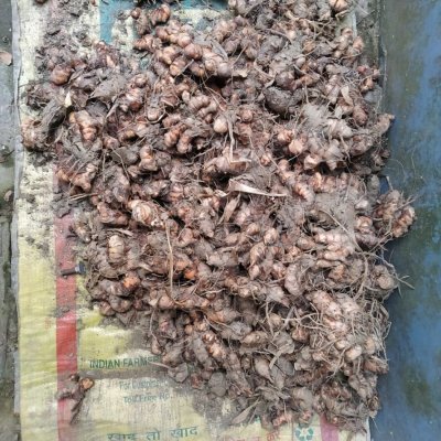 Fresh Wet Turmeric Yellow