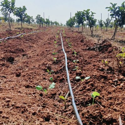 Sweet and juicy Guavas, green protein broccoli