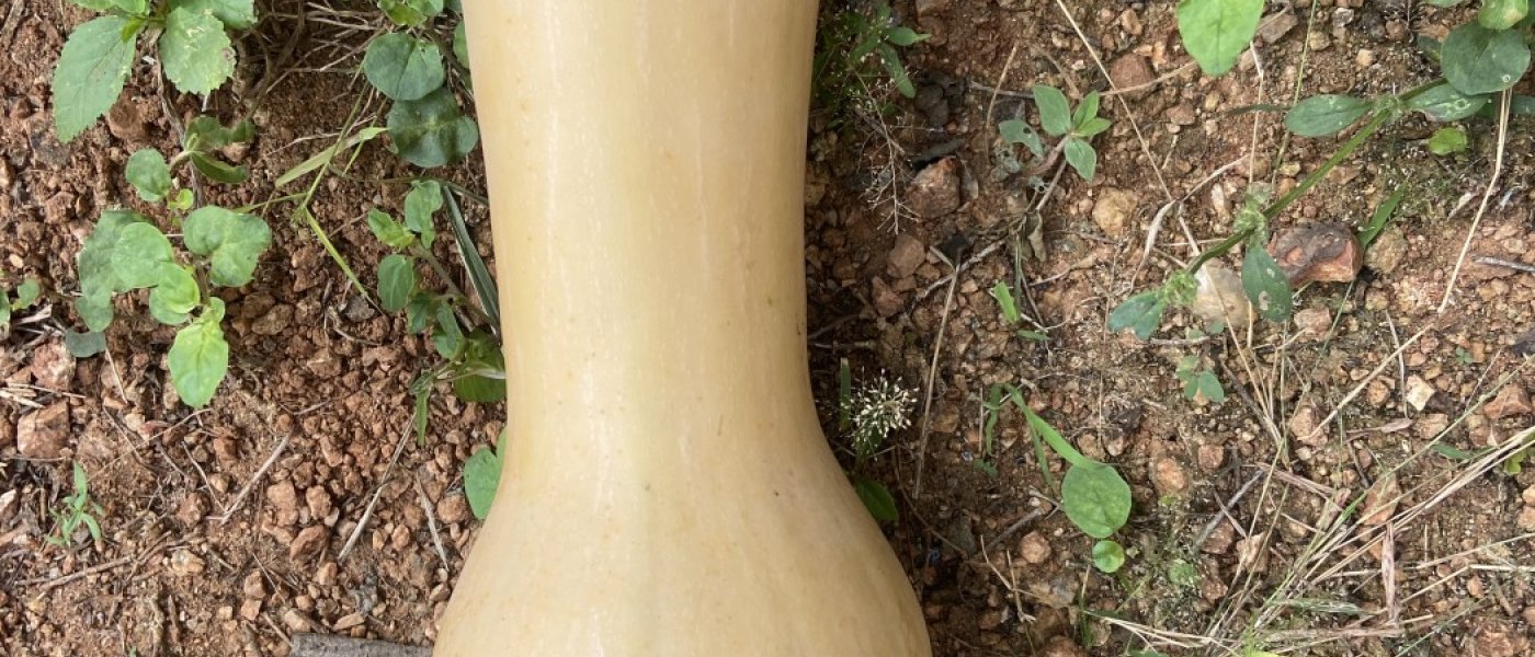 Butternut squash