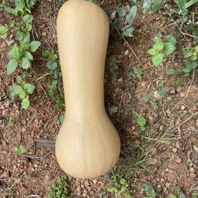 Butternut squash