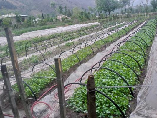 Anaaj agriculture AJK