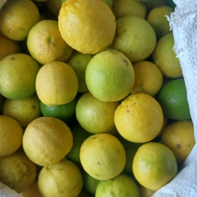 Fresh lemon per kg Rs. 80