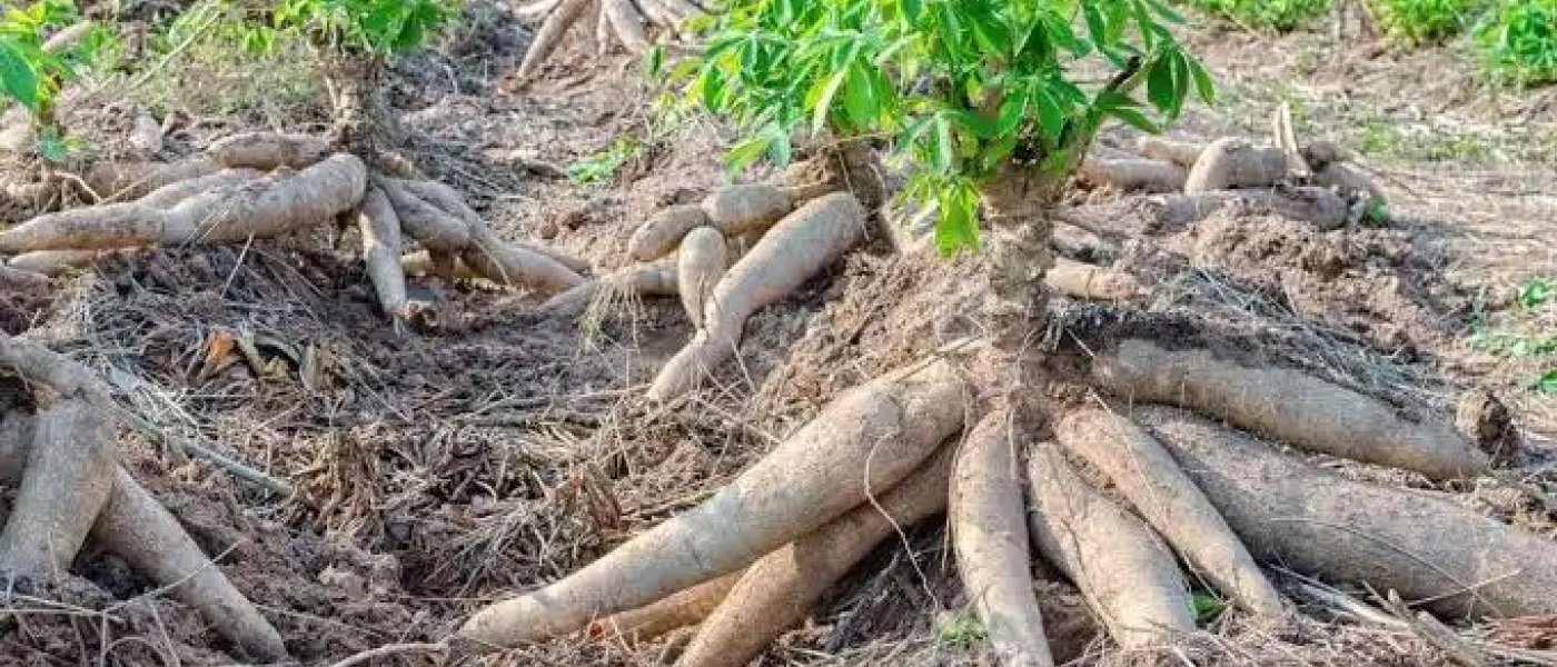 Healthy Cassava root
