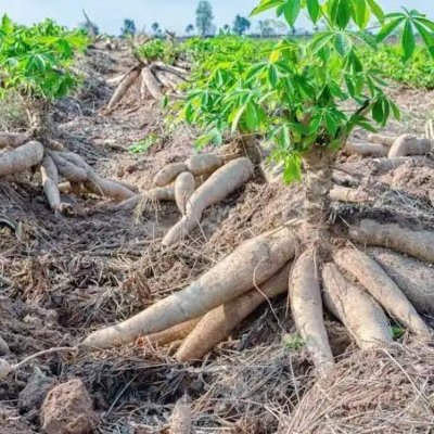 Healthy Cassava root