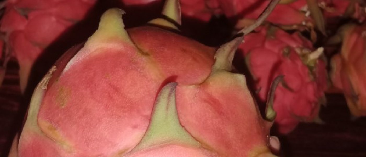 Dragon Fruit 180\210