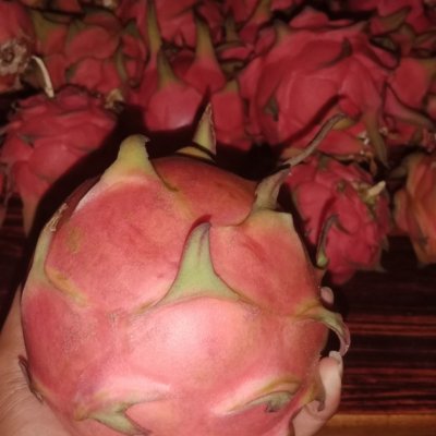 Dragon Fruit 180\210