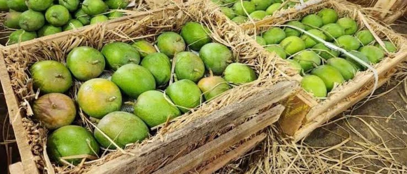 Fresh Ratnagiri Alphanso Mango