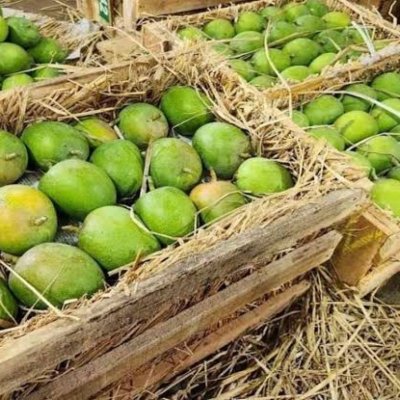 Fresh Ratnagiri Alphanso Mango