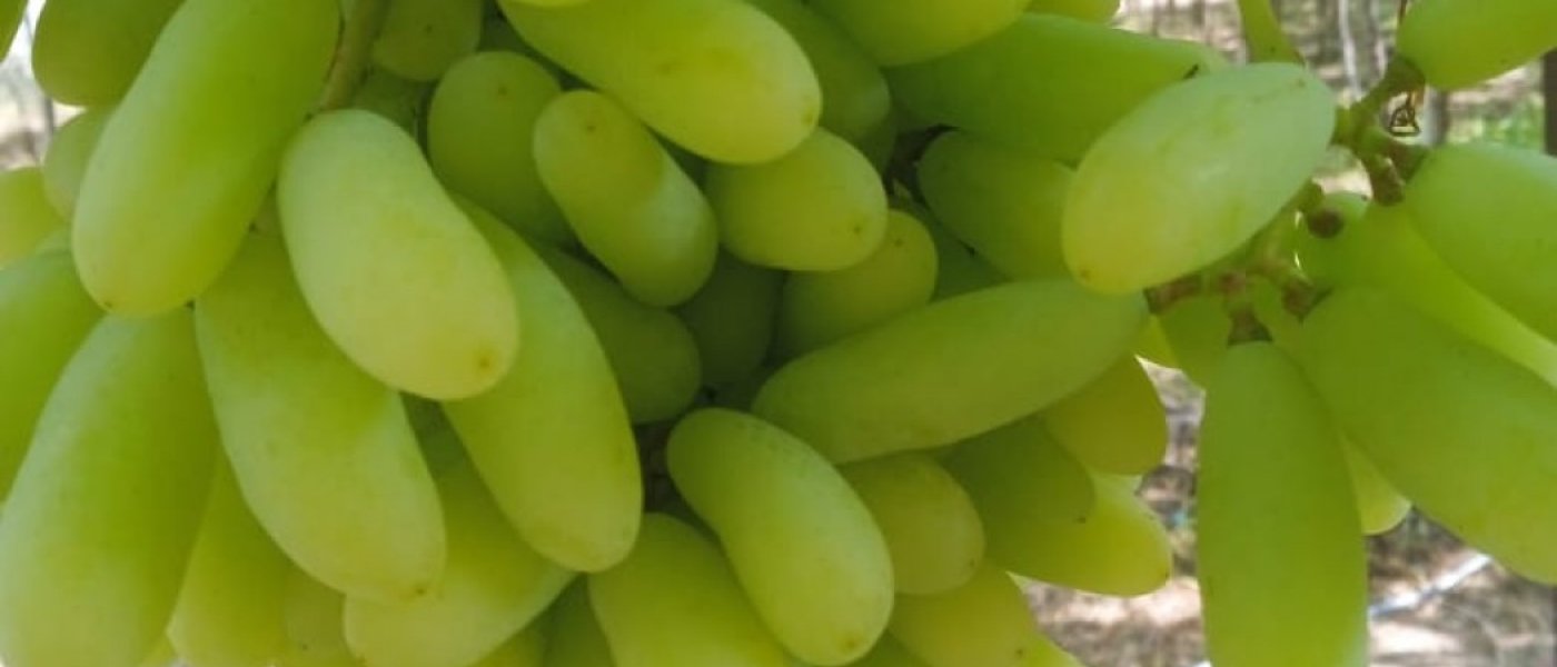 Fresh Grapes
