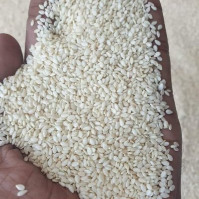 Pure White Sesame Seeds (Chad Origin)