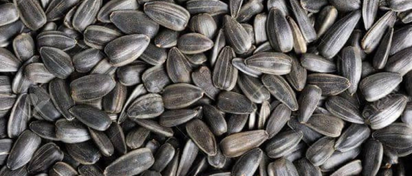 Sunflower seeds