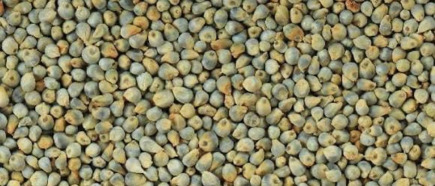 Green Millet (Bajra)